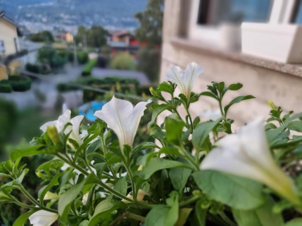 Appartamento Mary House @ Sondrio Esterno foto